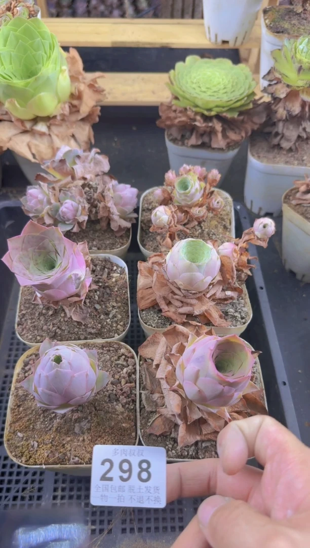 山地玫瑰  六颗--298