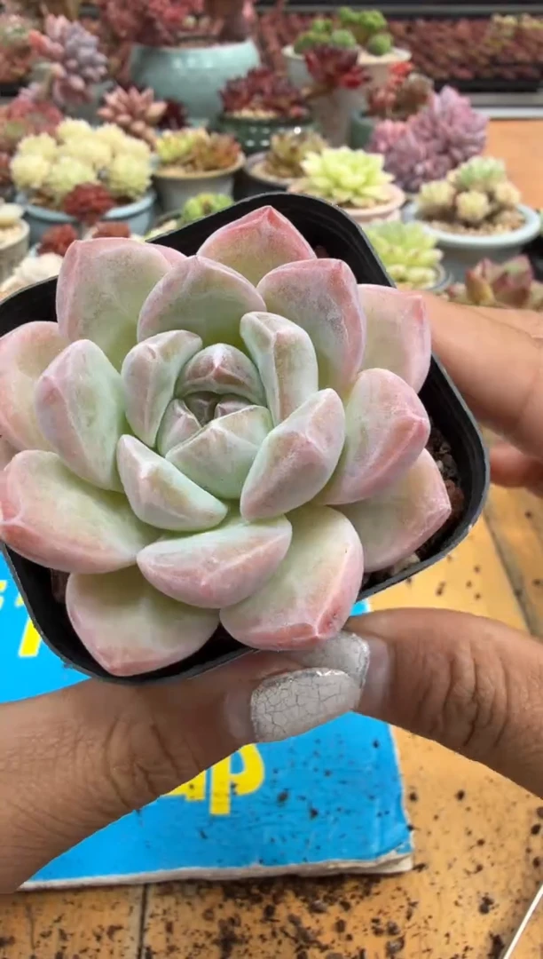 东云多肉园二店-460