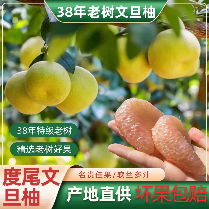 【顺丰包邮】新鲜采摘仙游度尾文旦柚没有虾线不沾皮柚子孕妇水果