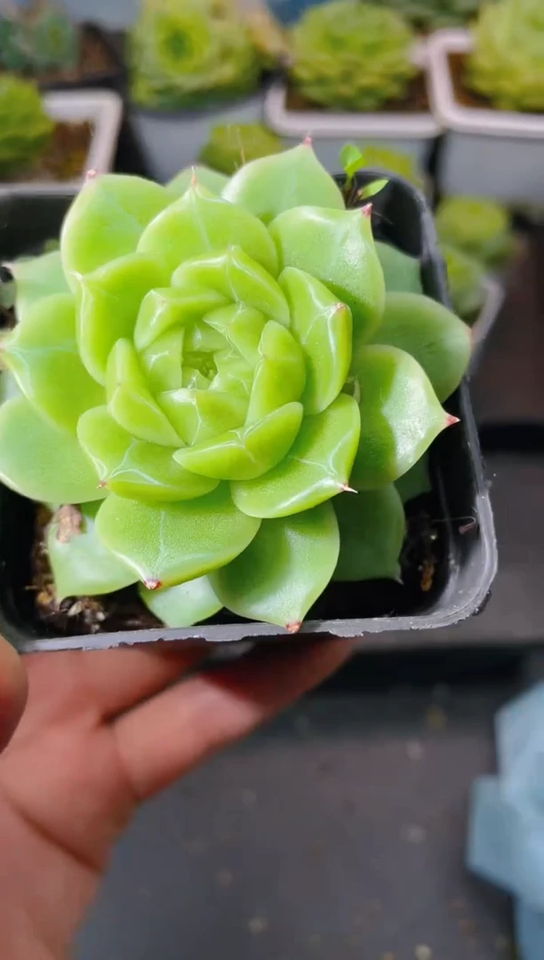 203优选一物一拍