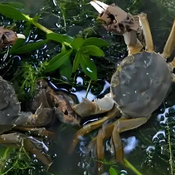 【活蟹现发】江苏鲜河蟹 母20只（1.0-1.3两）