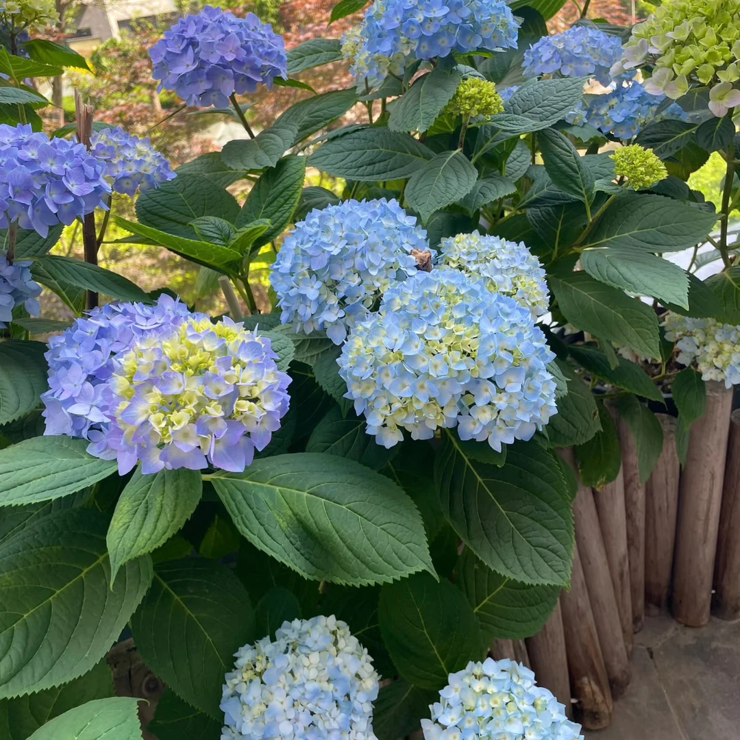 （无尽夏蓝色1.5加仑）皮实好养  多年生 阳台庭院 基地直发