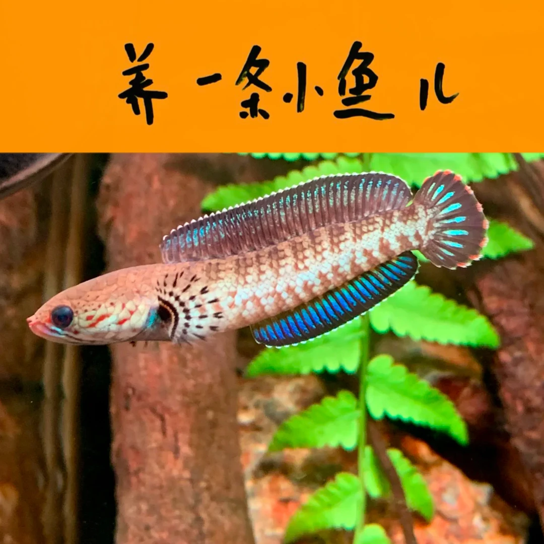 奶茶-雷龙茶观赏鱼（直播选鱼专用链接 未咨询直接下单无效）