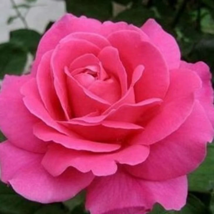 【玩花样】梦幻玫瑰清香大花型四季开花阳台庭院盆栽