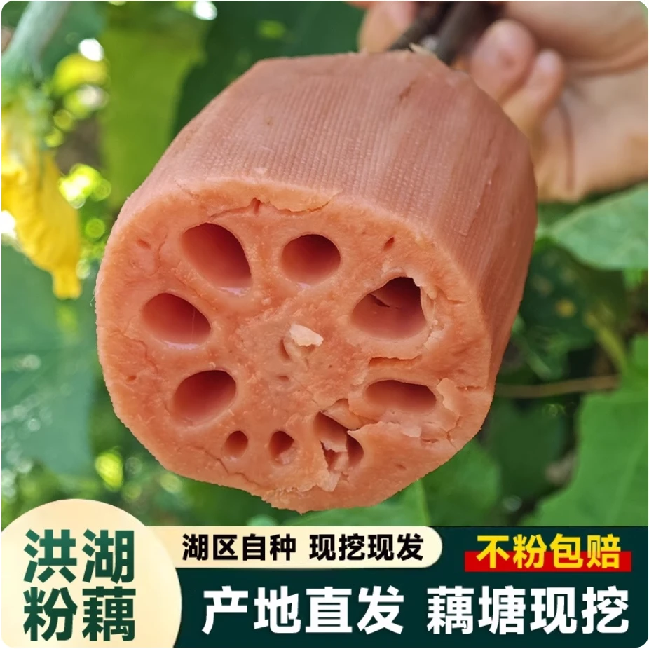 湖北洪湖正宗新鲜现挖煲汤粉藕软糯香甜的美味特产