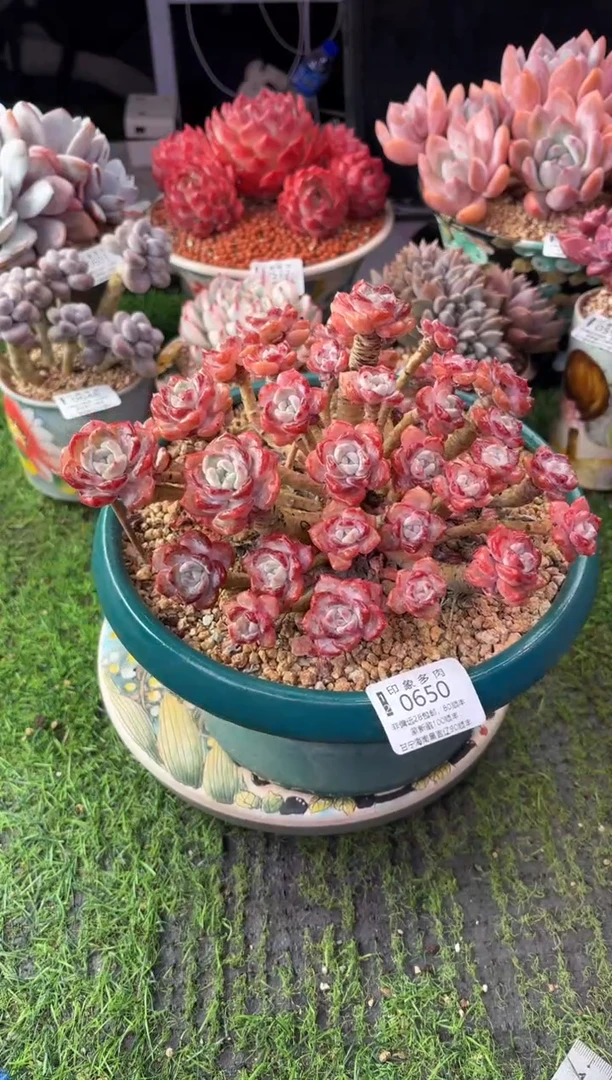 昆明印象多肉0650带盆发物流