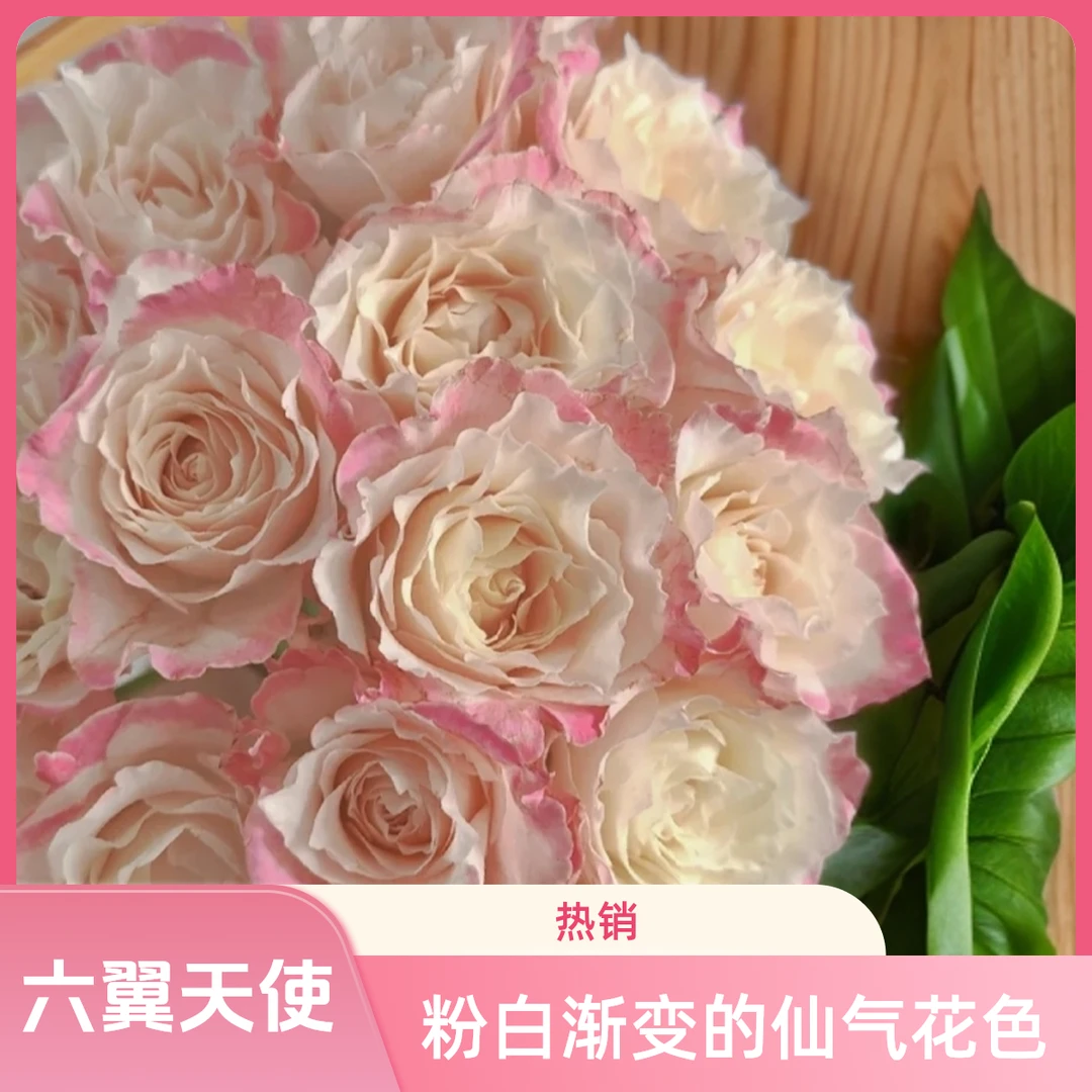 黑哥的花园六翼天使月季盆栽重瓣浓香四季开阳台耐晒绿植新手必入