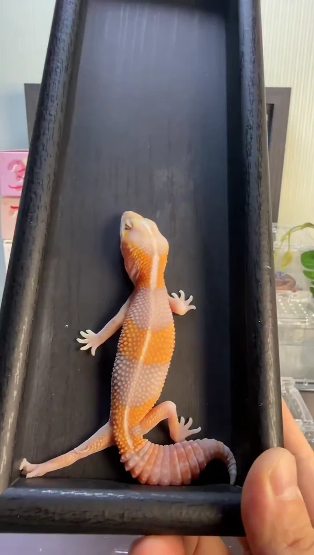 肥尾守宫肥尾守宫