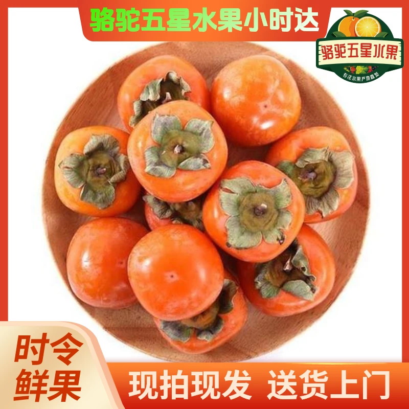 吊红柿子,3斤