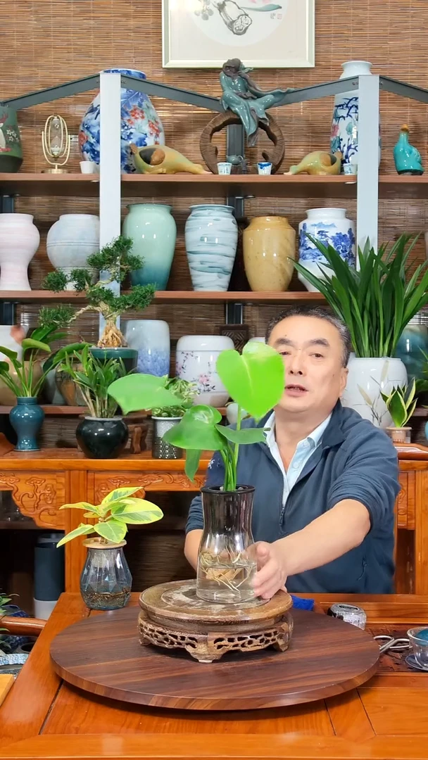 无花朵꧁****꧂ 水之韵水培植物   龟背