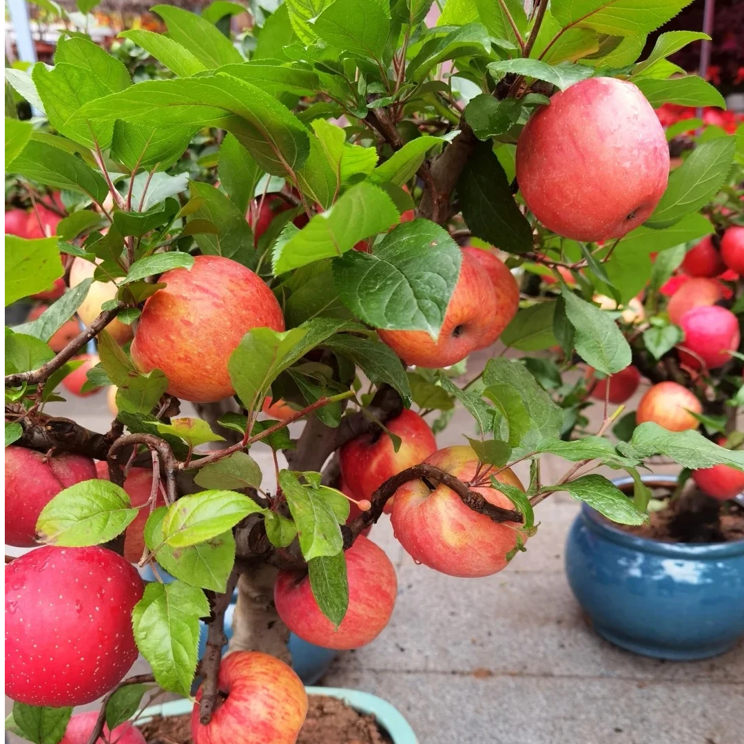 【基地直发红富士苹果】四季结果红富士脆甜果香盆栽地栽高产