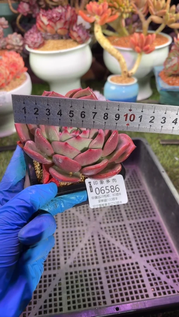 【闪购商品】06586