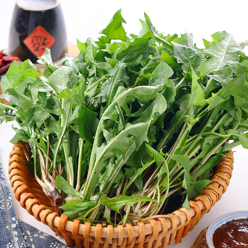 婆婆丁曲麻菜新鲜当季绿色野菜蘸酱菜现挖