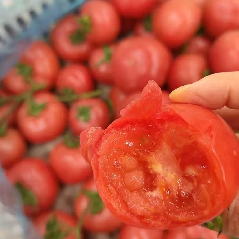 酸甜西红柿15元5斤高青西红柿山东省