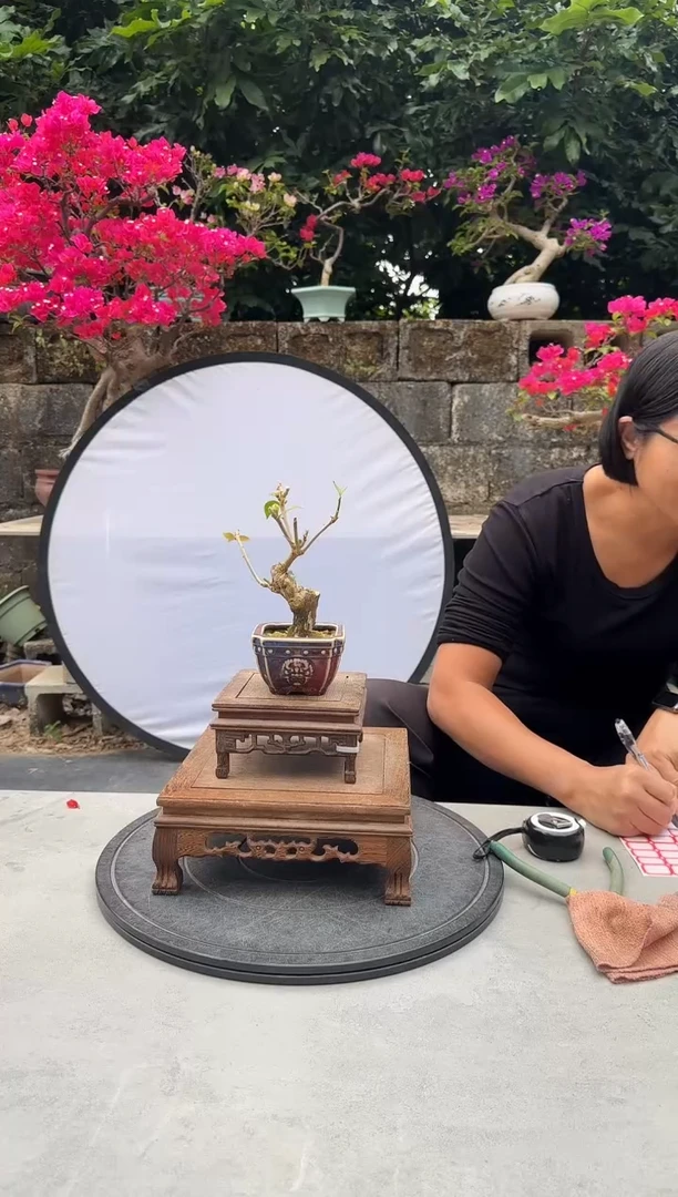 唐****房三角梅同安红