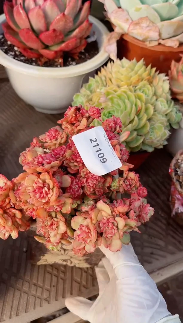 【闪购商品】21109