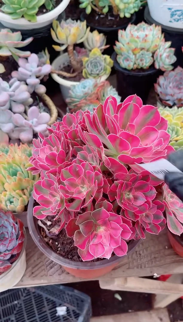 小*子多肉植物一物一拍18087