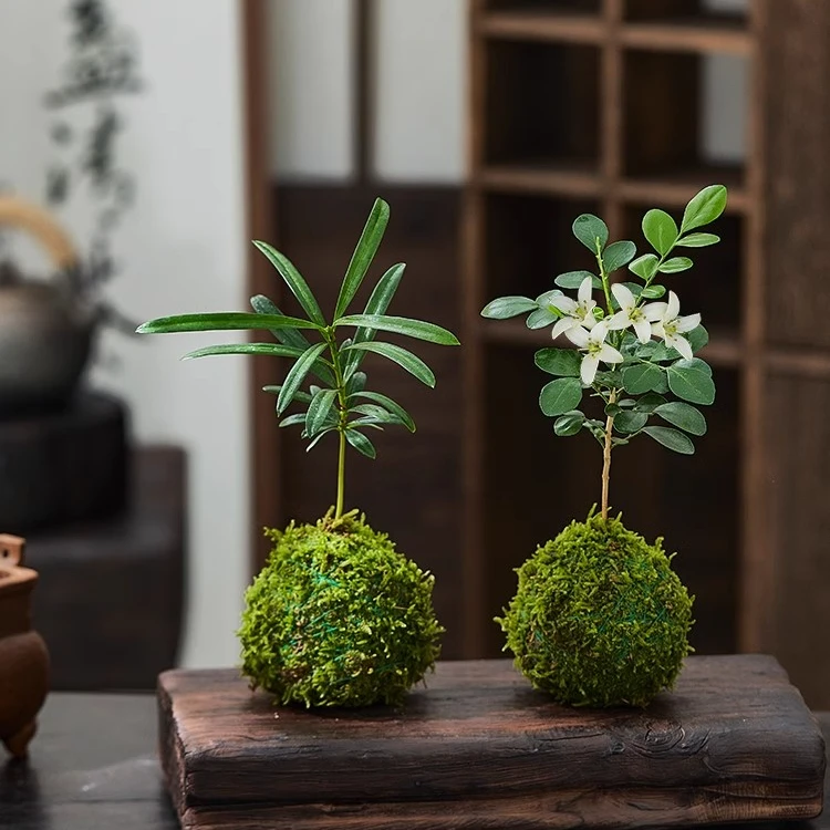 罗汉松盆栽九里香开花植物苔藓球水培植物指尖微型小盆景室内桌面