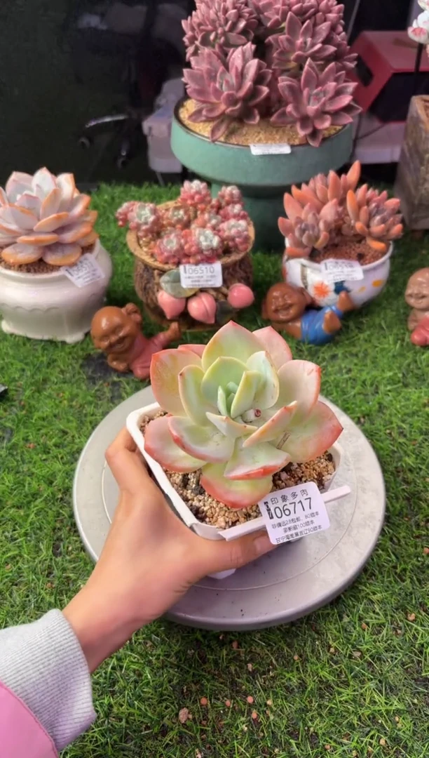 昆明印象多肉06717