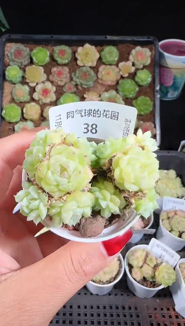 1105-38麦秆群带盆土不包整