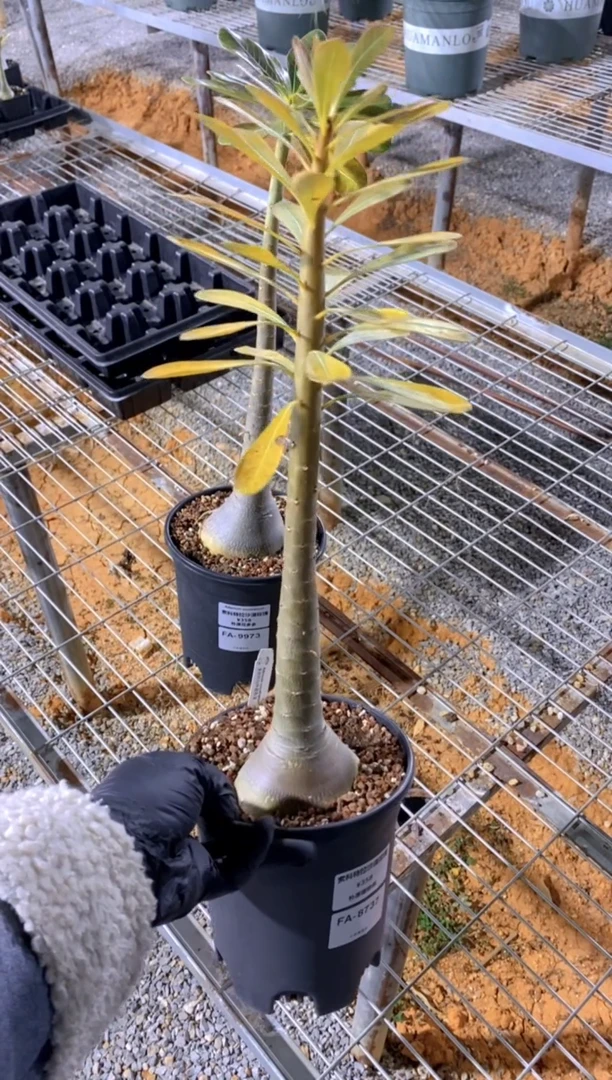 【闪购商品】索科特拉沙漠玫瑰FA-8737