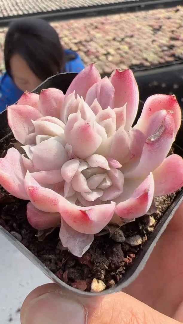 【闪购商品】新款多肉-262