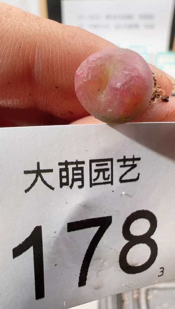 【闪购商品】++++178