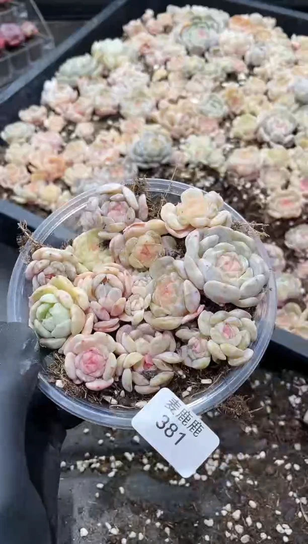 381白色恋人混粉色恋人    量拍