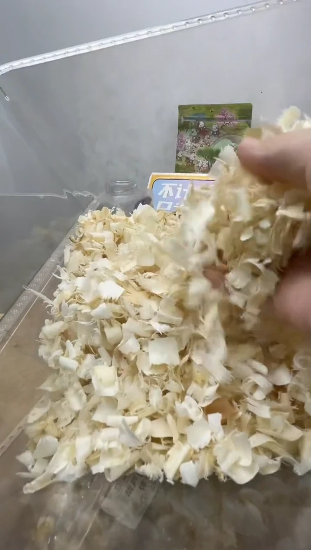 吱树天然白杨木刨花