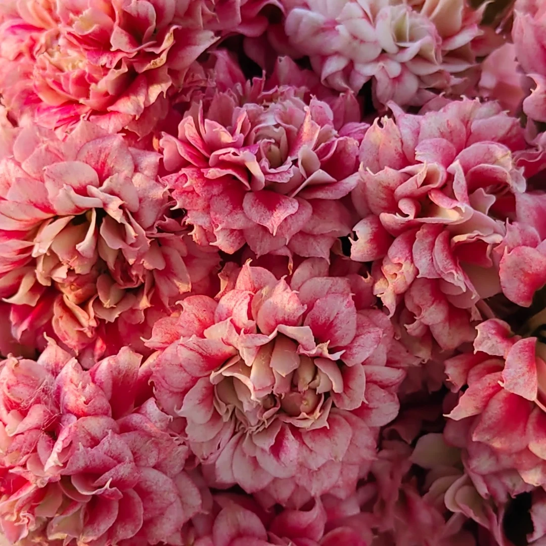 【沉鱼落雁】长寿花四季开花阳台盆栽大花重瓣花卉植物