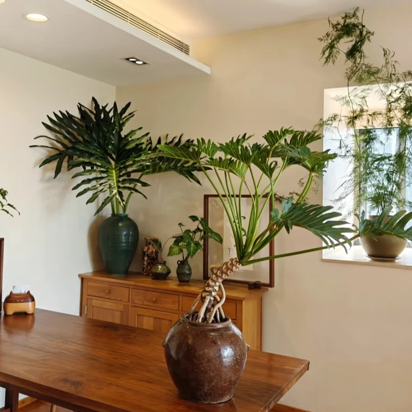 龙鳞小天使盆栽绿植植物室内阳台土培绿植花期长好养活