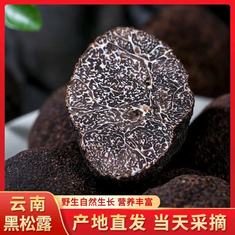高黎贡山新鲜黑松露当季现采猪拱菌云南野生菌