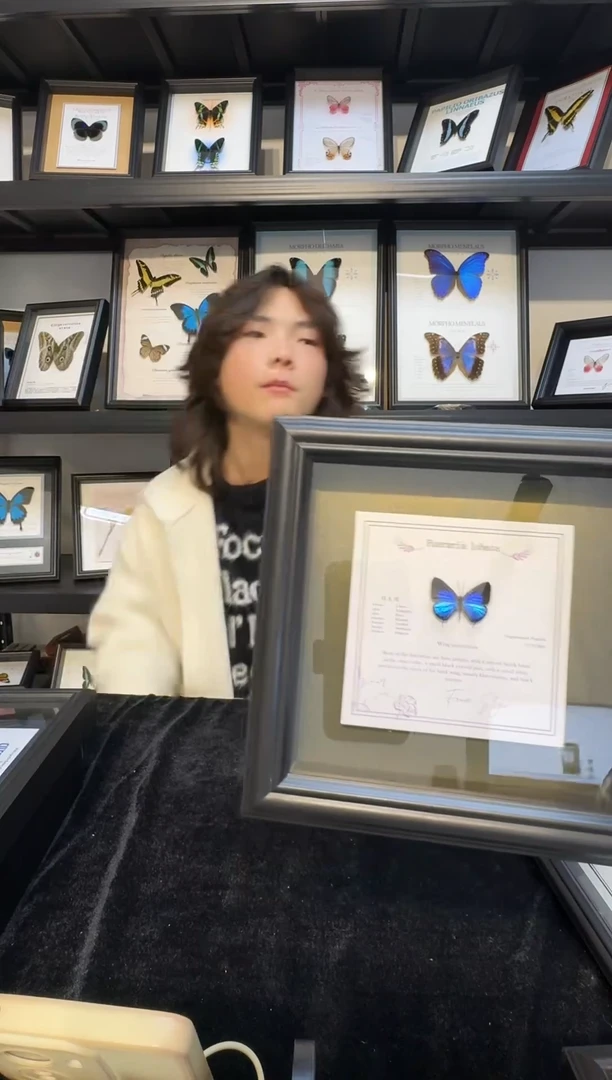 玻璃真实蝴蝶标本