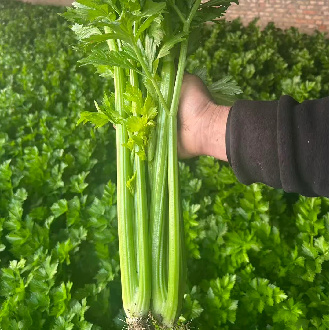 天津本地蔬菜大组合（京东发货）