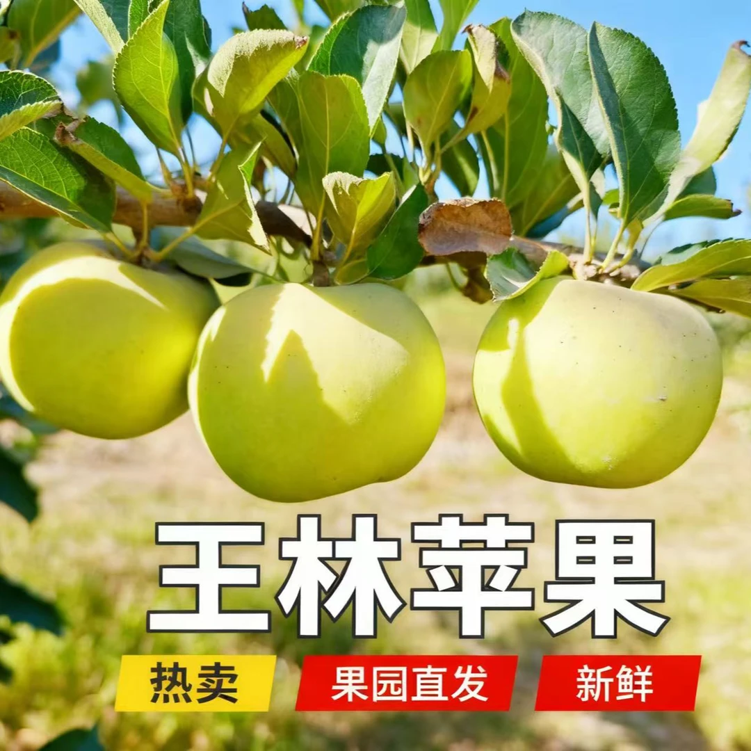 新疆阿克苏王林苹果自带兰花香气新鲜水果原产地直发