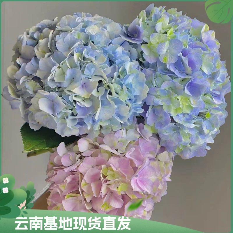 【姹紫嫣红绣球】绣球花苗阳台盆栽户外庭院地栽单花期长耐阴