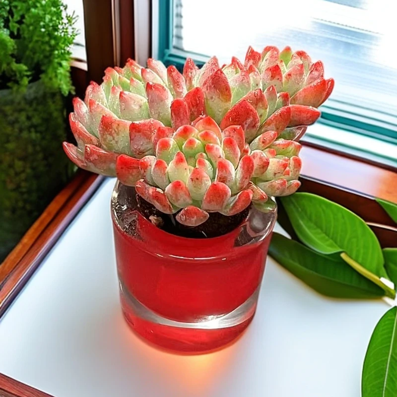 【直播专享】无土多肉--苹安果SP（1颗/不含盆）