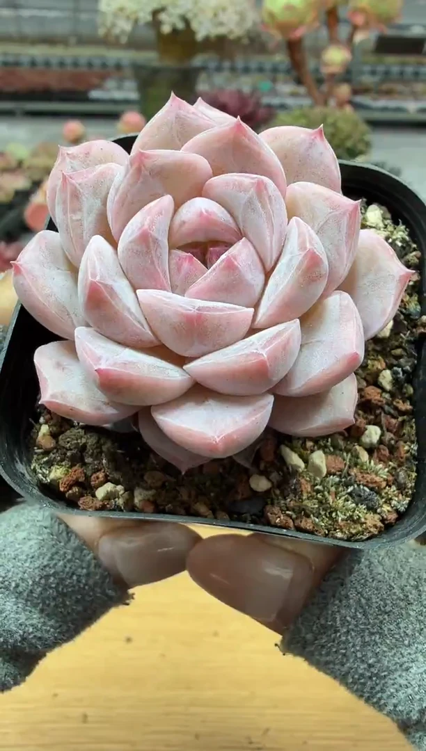 东云多肉园二店-24