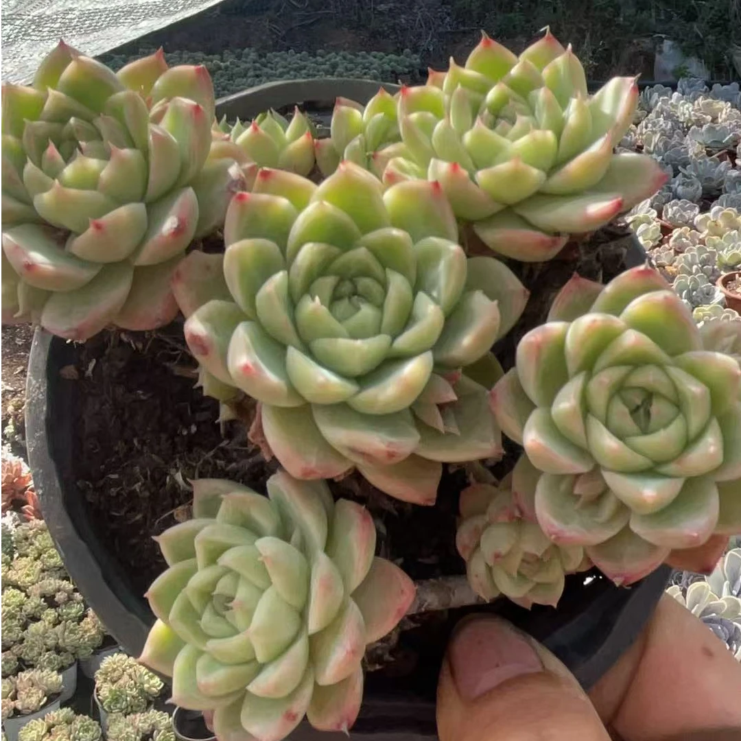 绿体珍妮群 多肉