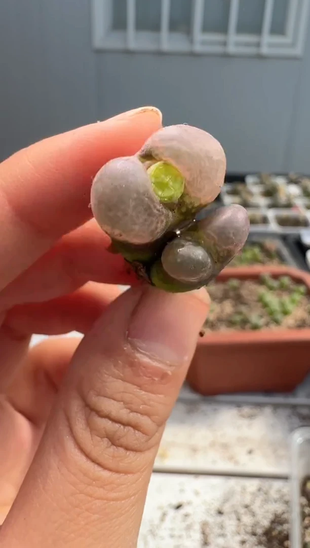 多肉植物肉锥23-104