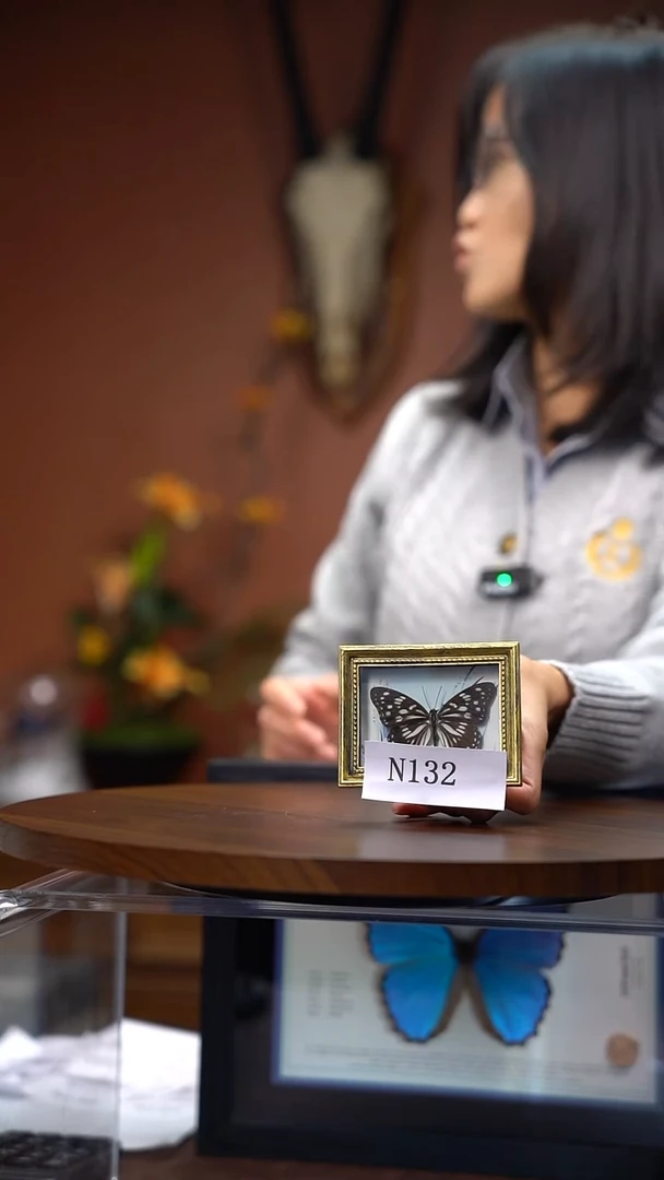 N132  福利款 真蝴蝶