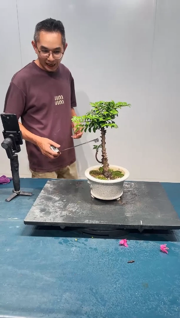 无花朵海岛翠米茶