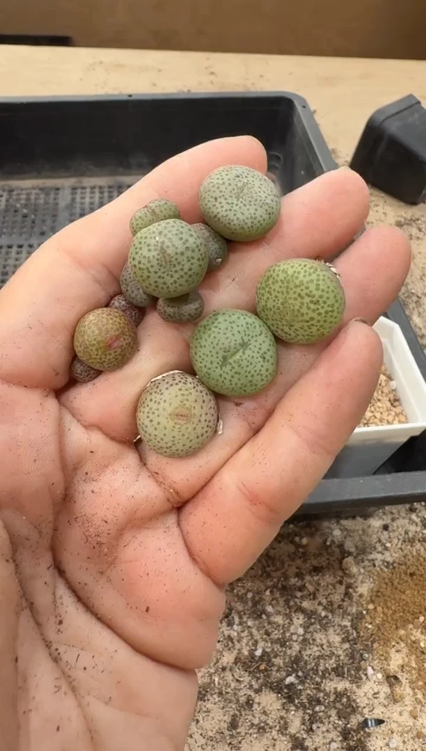 10-310多肉植物肉锥