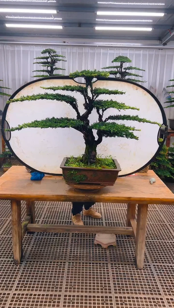 无花朵婺**乐精品盆景直播间一物一拍