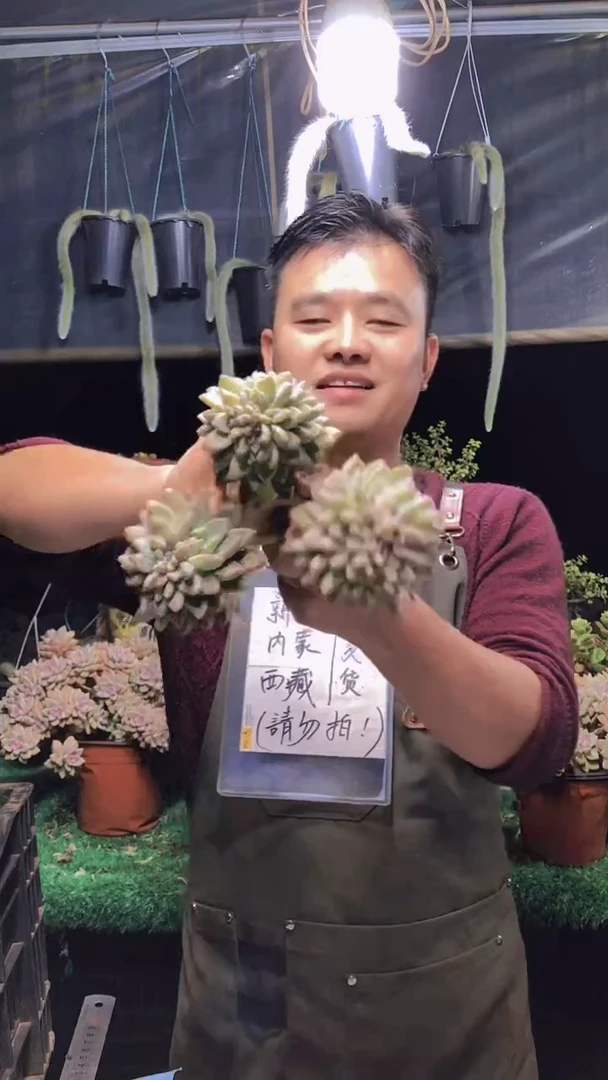 198淡雪缀化一物一拍