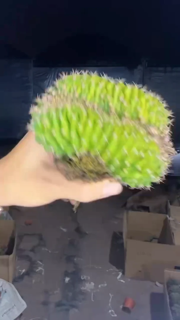 翠皇冠 缀化【造型不指定】