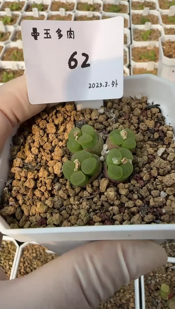 【闪购商品】3.8-62