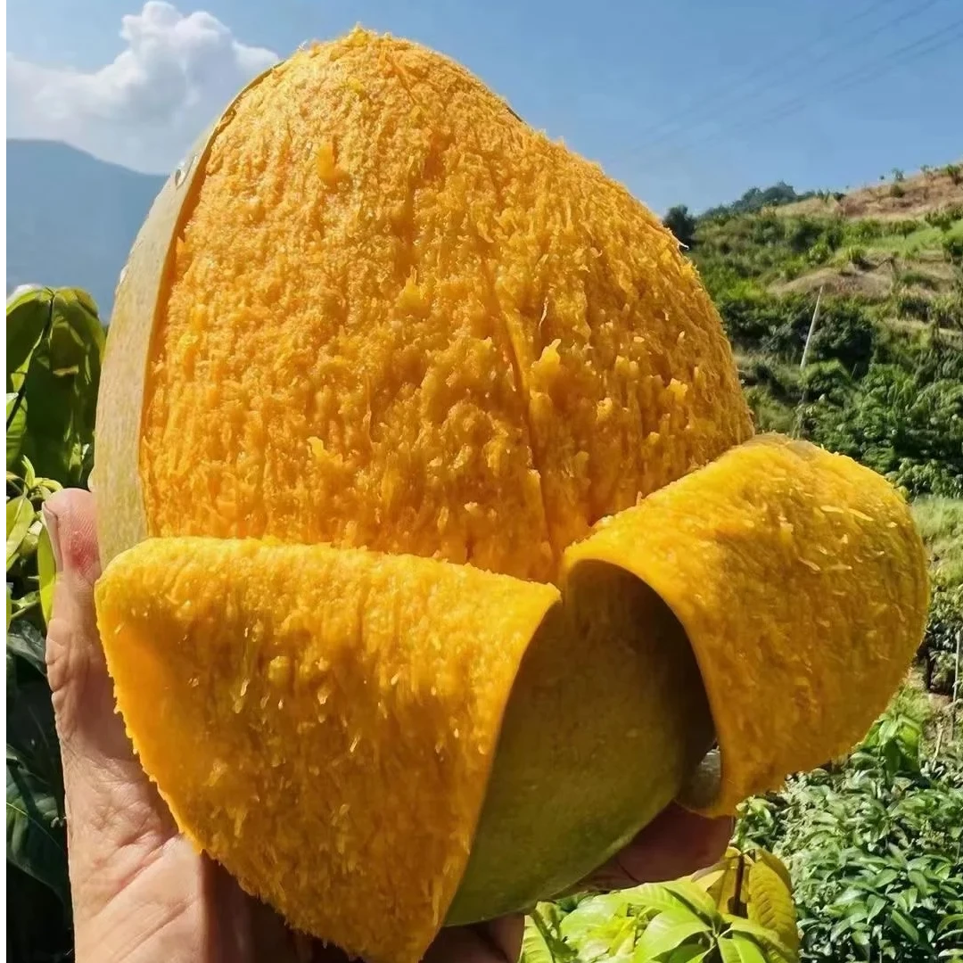 【需催熟食用】Z攀枝花芒果凯特大脸芒酸甜多汁芒果香味浓郁现摘