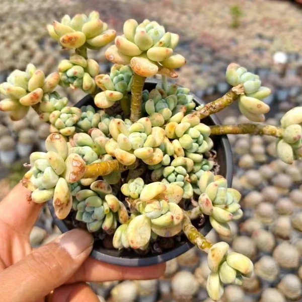 劳尔  好看好养 多肉植物 云南昆明发货