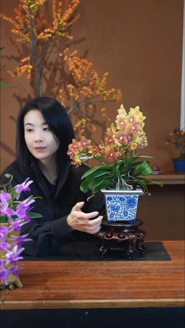 全部花朵橘子汽水盆景盆景盆景